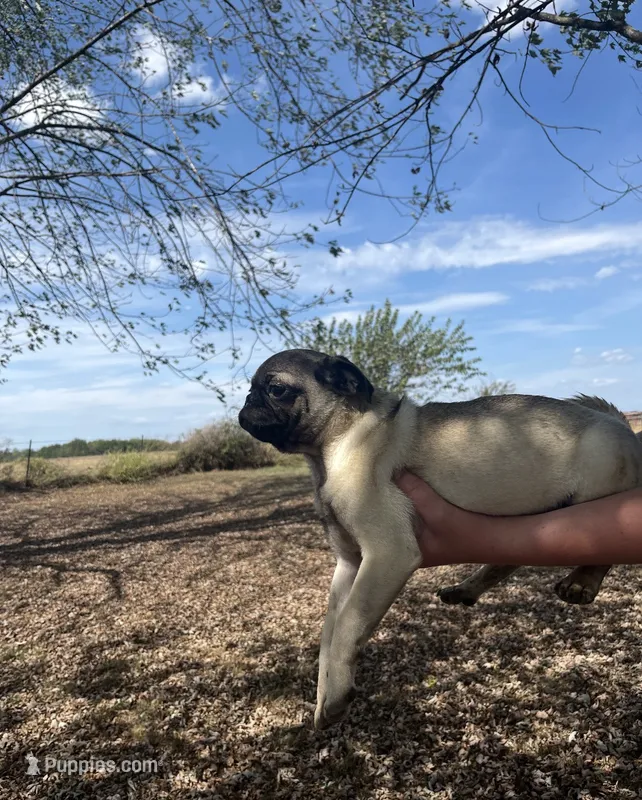 Hamilton  – Pug puppy for sale in Bolivar, MO