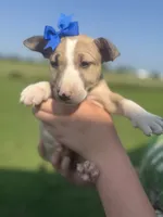 Harmony, a female Bull Terrier for sale in Bolivar, MO – 3 of 7