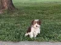 Pluto, a male Yorkshire Terrier for sale in Bolivar, MO – 2 of 7