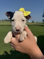 June, a female Bull Terrier for sale in Bolivar, MO – 3 of 6