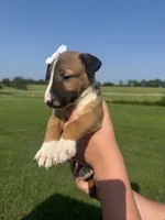 Roxy, a female Bull Terrier for sale in Bolivar, MO – 2 of 7