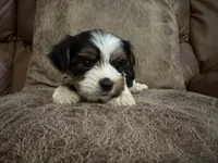 Chevy, a male Yorkshire Terrier for sale in Bolivar, MO – 3 of 4