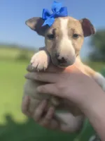 Harmony, a female Bull Terrier for sale in Bolivar, MO – 2 of 7