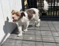 Pluto, a male Yorkshire Terrier for sale in Bolivar, MO – 5 of 10