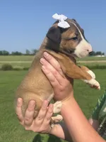 Roxy, a female Bull Terrier for sale in Bolivar, MO – 5 of 7