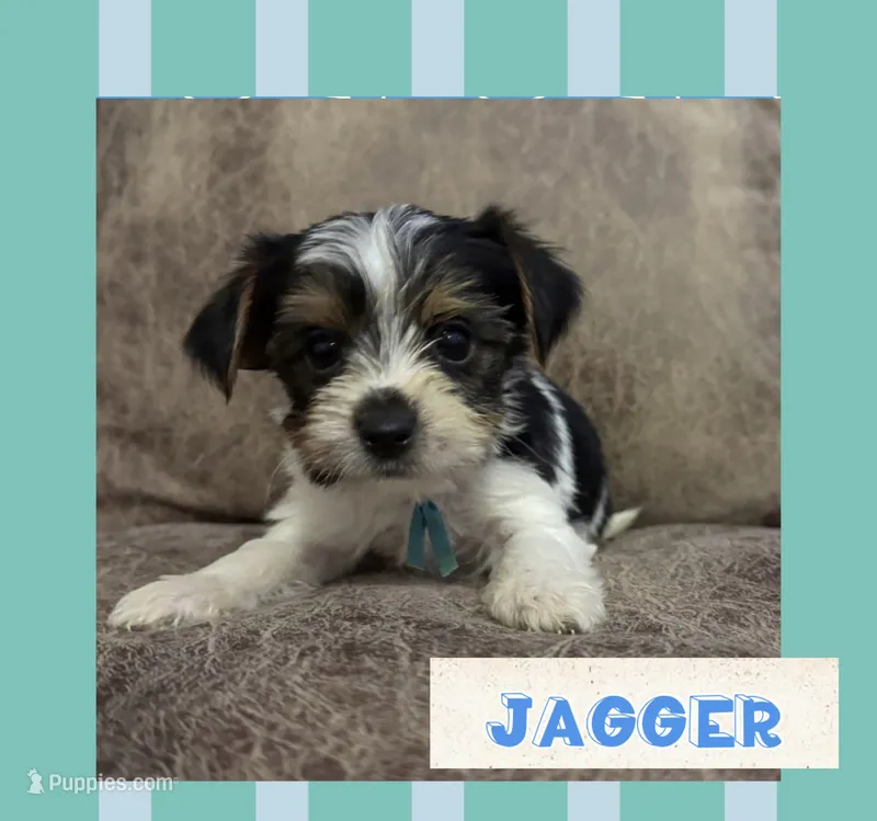 Jagger – Yorkshire Terrier puppy for sale in Bolivar, MO