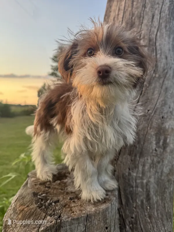 Pluto – Yorkshire Terrier puppy for sale in Bolivar, MO