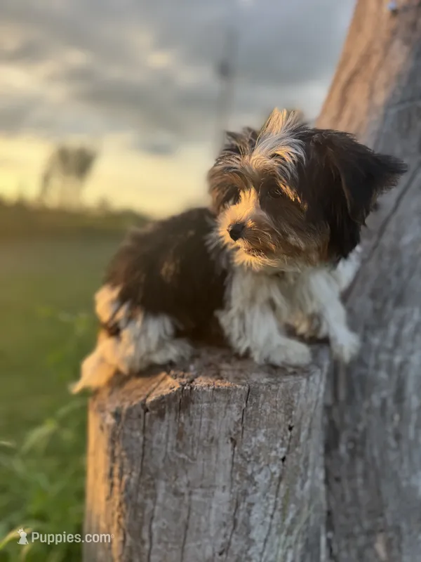 Chevy – Yorkshire Terrier puppy for sale in Bolivar, MO