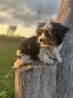 Chevy, a male Yorkshire Terrier for sale in Bolivar, MO – 3 of 10