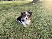 Chevy, a male Yorkshire Terrier for sale in Bolivar, MO – 2 of 10