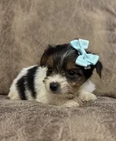 Iris, a female Yorkshire Terrier for sale in Bolivar, MO – 2 of 4