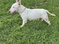 June, a female Bull Terrier for sale in Bolivar, MO – 5 of 6
