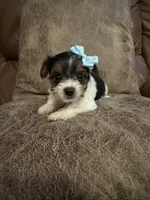 Iris, a female Yorkshire Terrier for sale in Bolivar, MO – 3 of 4