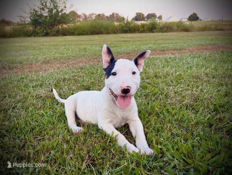 June – Bull Terrier puppy for sale in Bolivar, MO