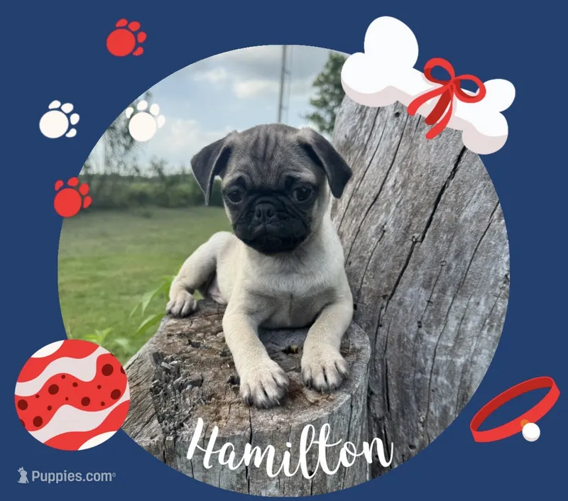 Hamilton  – Pug puppy for sale in Bolivar, MO