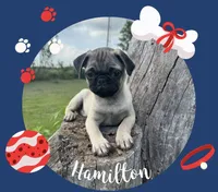 Hamilton , a male Pug for sale in Bolivar, MO – 2 of 8