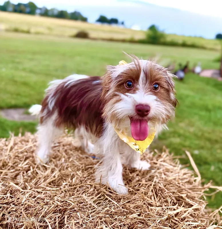 Pluto – Yorkshire Terrier puppy for sale in Bolivar, MO