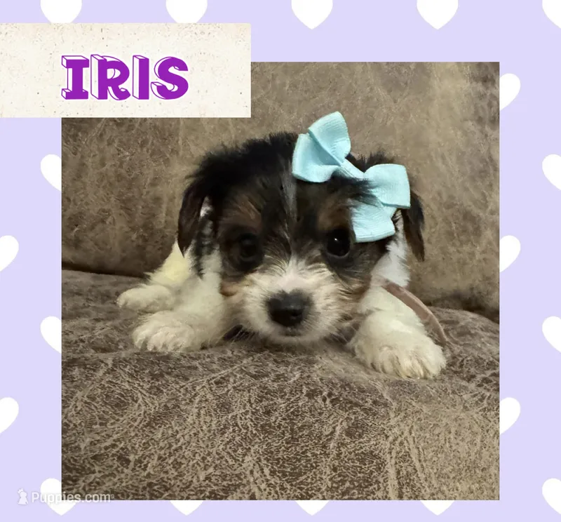 Iris – Yorkshire Terrier puppy for sale in Bolivar, MO