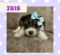 Iris, a female Yorkshire Terrier for sale in Bolivar, MO – 1 of 4