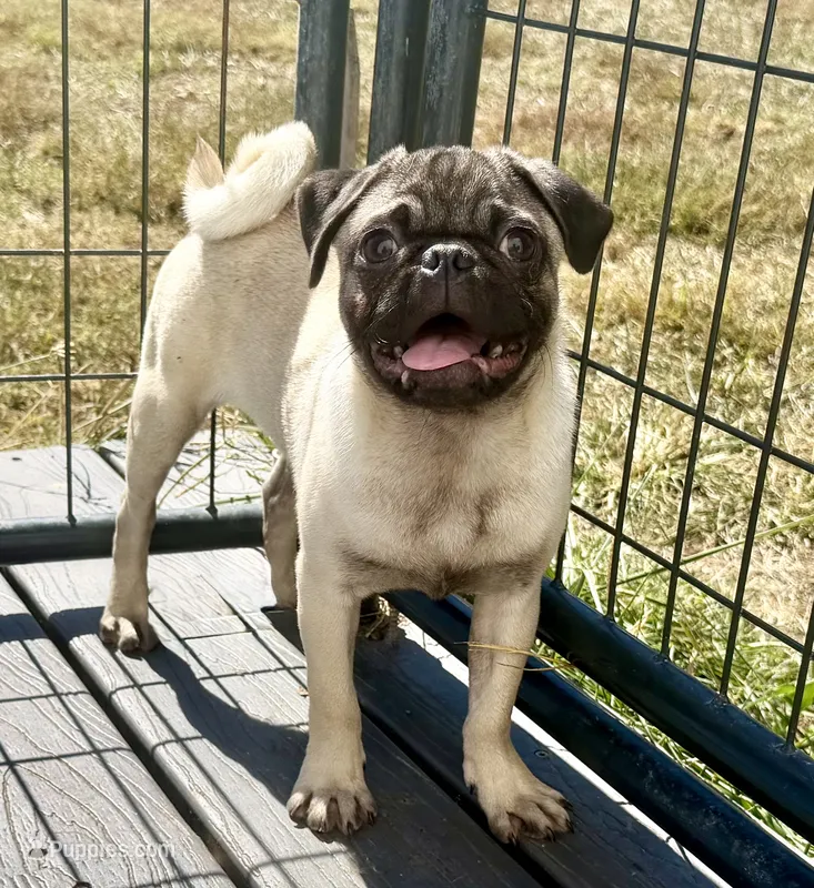 Hamilton  – Pug puppy for sale in Bolivar, MO