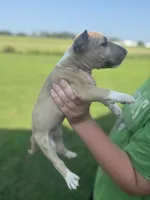 Harmony, a female Bull Terrier for sale in Bolivar, MO – 6 of 7