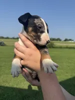 Bullseye, a male Bull Terrier for sale in Bolivar, MO – 7 of 9