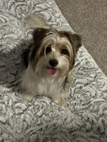 Chevy, a male Yorkshire Terrier for sale in Bolivar, MO – 10 of 10