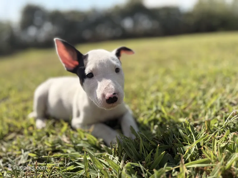 June – Bull Terrier puppy for sale in Bolivar, MO