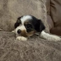 Chevy, a male Yorkshire Terrier for sale in Bolivar, MO – 2 of 4