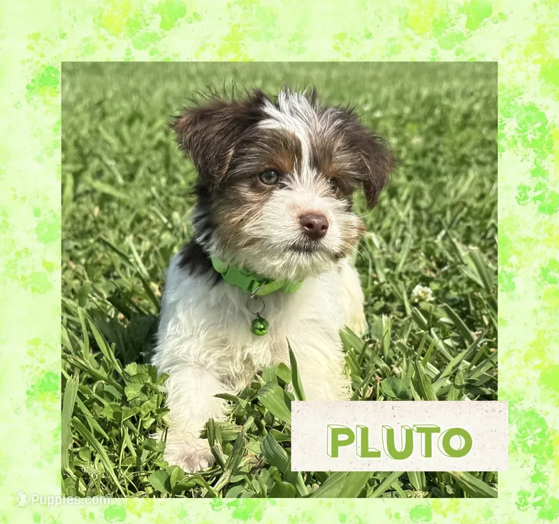 Pluto – Yorkshire Terrier puppy for sale in Bolivar, MO
