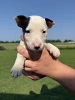 June, a female Bull Terrier for sale in Bolivar, MO – 2 of 6