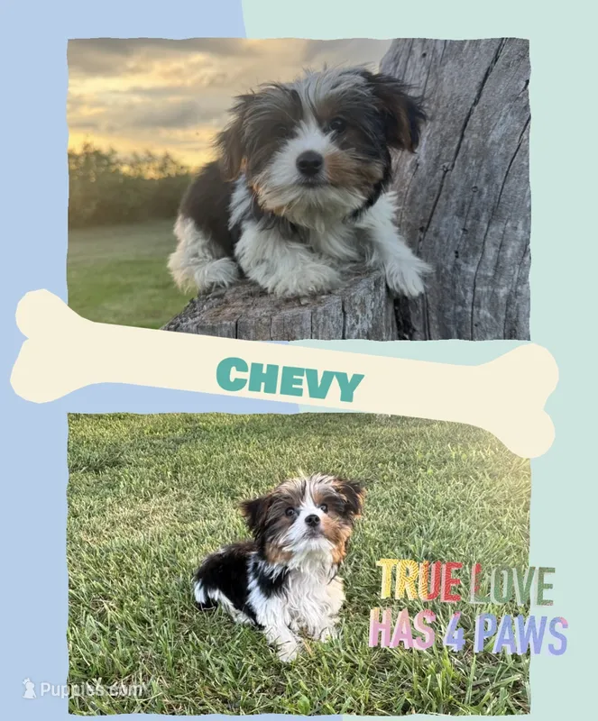 Chevy – Yorkshire Terrier puppy for sale in Bolivar, MO