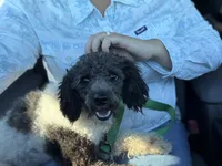 Spot, a male Poodle - Miniature  for sale in Bolivar, MO – 1 of 1