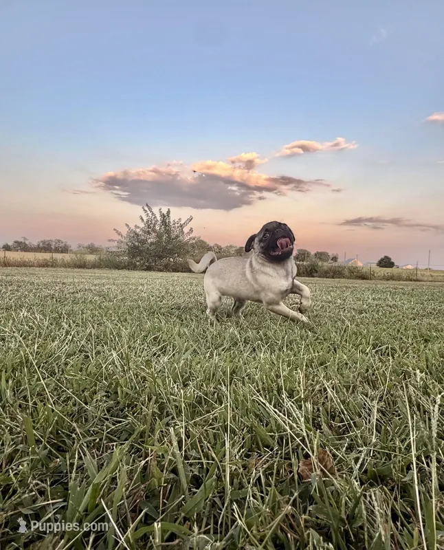 Hamilton  – Pug puppy for sale in Bolivar, MO