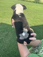 Bullseye, a male Bull Terrier for sale in Bolivar, MO – 6 of 9