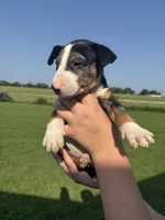 Bullseye, a male Bull Terrier for sale in Bolivar, MO – 2 of 9