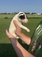 June, a female Bull Terrier for sale in Bolivar, MO – 4 of 6
