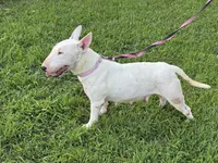 Bullseye, a male Bull Terrier for sale in Bolivar, MO – 8 of 9