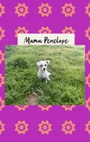 Tater Tot, a male Maltese for sale in Bolivar, MO – 3 of 3