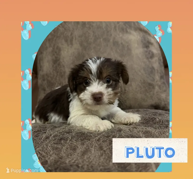 Pluto – Yorkshire Terrier puppy for sale in Bolivar, MO