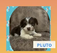 Pluto, a male Yorkshire Terrier for sale in Bolivar, MO – 1 of 2