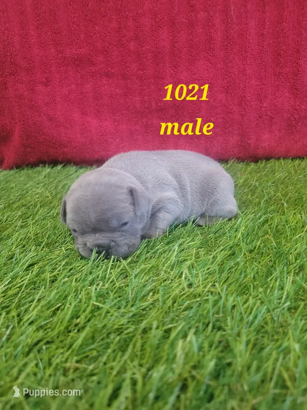 French Bulldog Male 1021