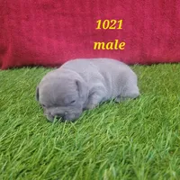 French Bulldog Male 1021, a female French Bulldog for sale in Riverhead, NY – 1 of 1