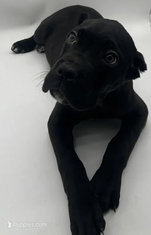 Cane Corso Male #1