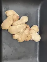 LR FEMALE #3, a female Labrador Retriever for sale in Riverhead, NY – Photo 2 of 2