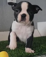 Boston Terrier Female #2, a female Boston Terrier for sale in Riverhead, NY – Photo 1 of 2