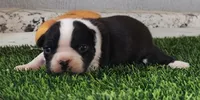 Boston Terrier Female #2, a female Boston Terrier for sale in Riverhead, NY – Photo 2 of 2