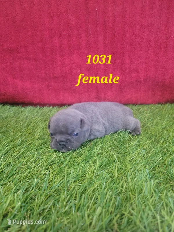French Bulldog Female 1031
