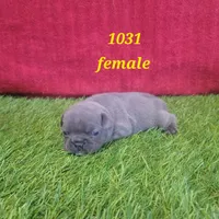 French Bulldog Female 1031, a female French Bulldog for sale in Riverhead, NY – 1 of 1