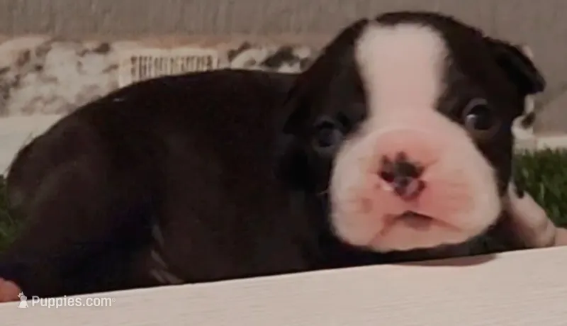 Boston Terrier Male #1